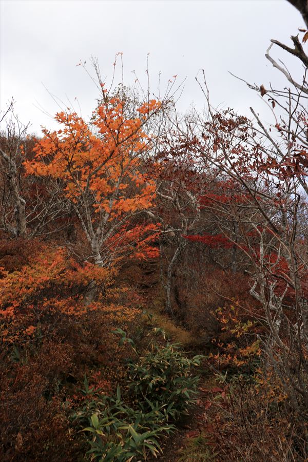 黒尾谷岳 紅葉 登山道 山頂直下 那須岳