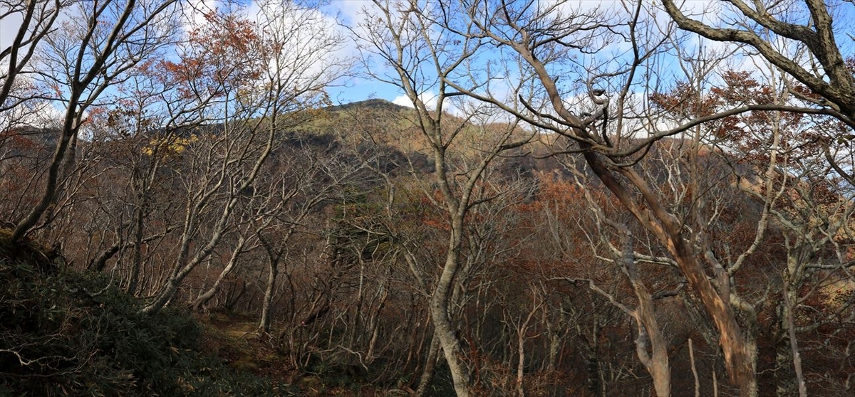 南月山 黒尾谷岳 登山道 樹林帯