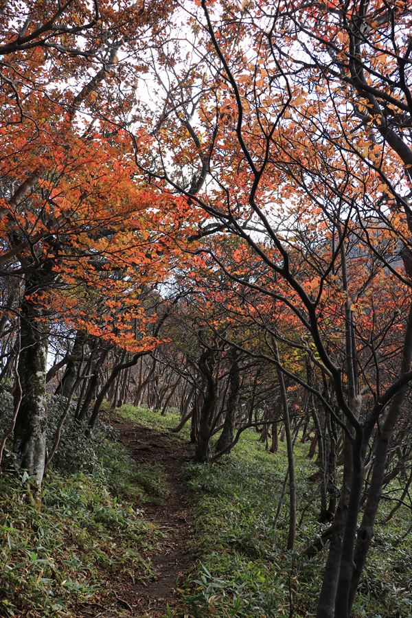 南月山 黒尾谷岳 紅葉 トンネル 那須岳