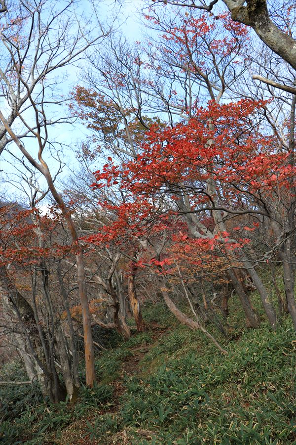 南月山 黒尾谷岳 紅葉 10月 那須岳