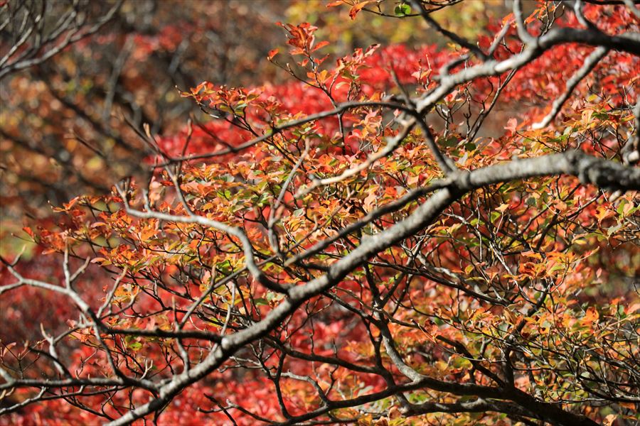 紅葉 ブナ 南月山 黒尾谷岳 那須岳