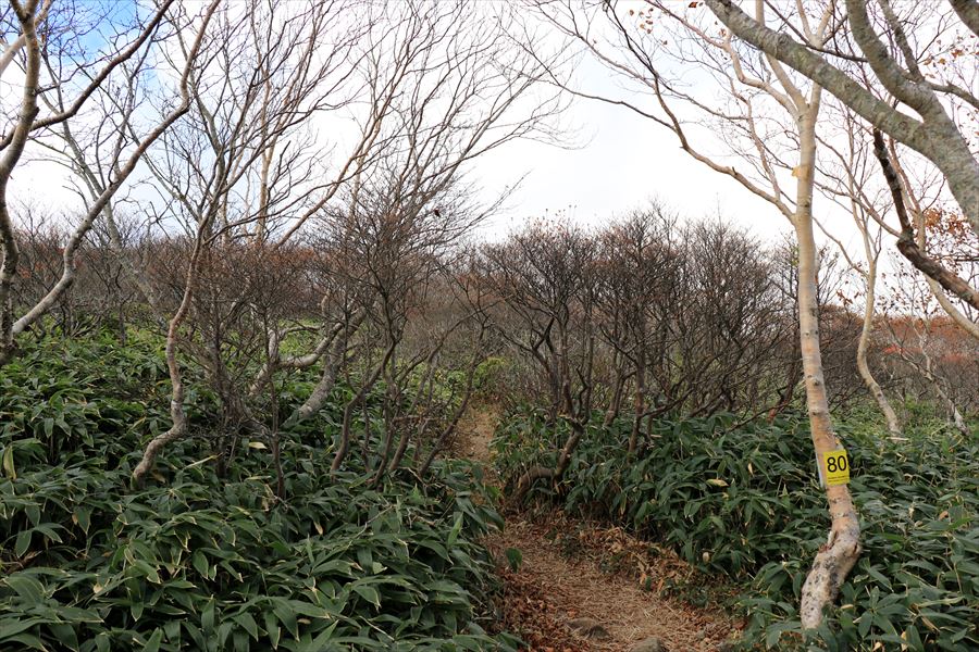 南月山 日の出平 登山道 笹薮 那須岳