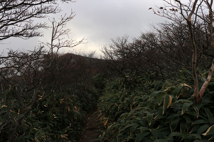 南月山 日の出平 登山道 笹薮 那須岳 日没