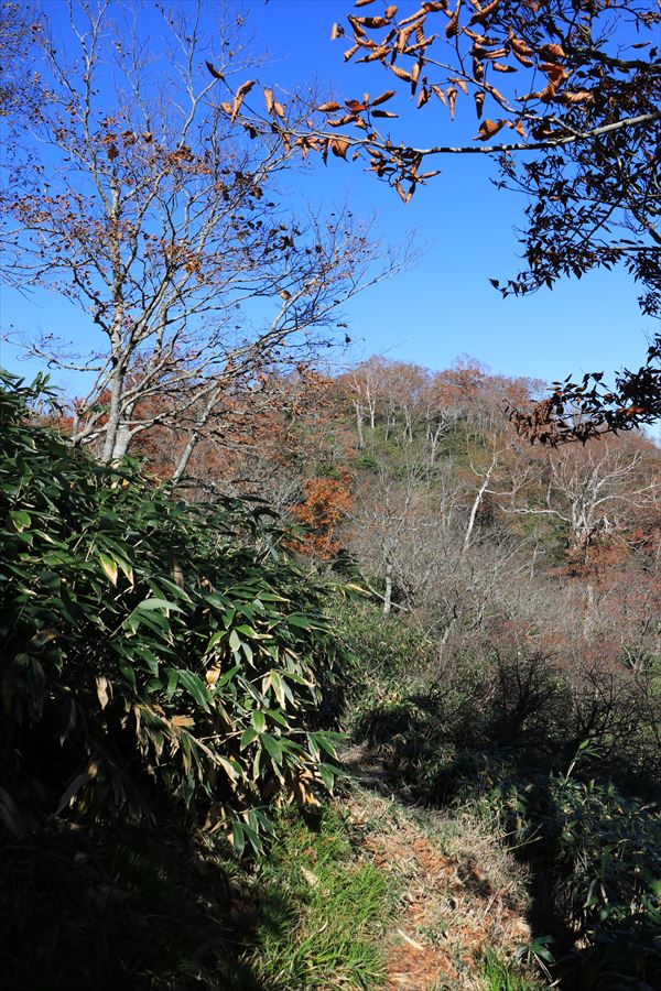 坊主沼 須立山 樹林帯 トラバース 那須岳
