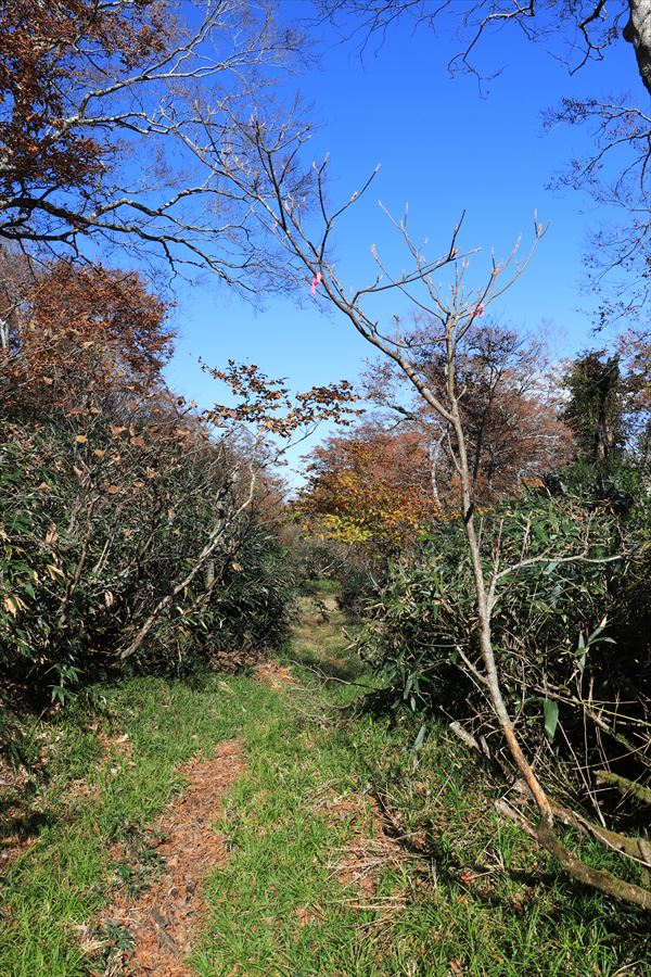 坊主沼 甲子山 縦走路 平坦 登山道 那須岳