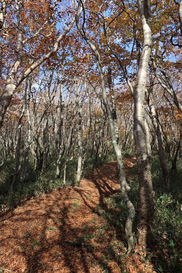 樹林帯 坊主沼 甲子山 登山道 那須岳