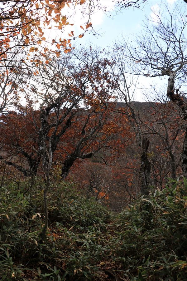 甲子旭岳 バリエーションルート 笹薮 樹林帯