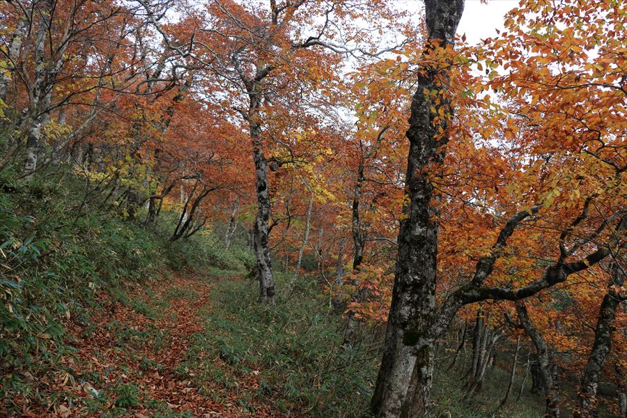 甲子山 甲子峠 登山道 トラバース 那須岳