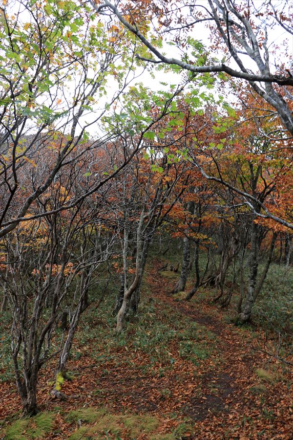 甲子山 甲子峠 登山道 晩秋