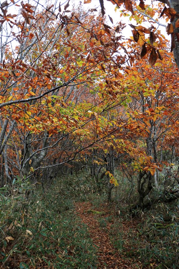 大白森山 登山道 甲子峠 紅葉 曇り