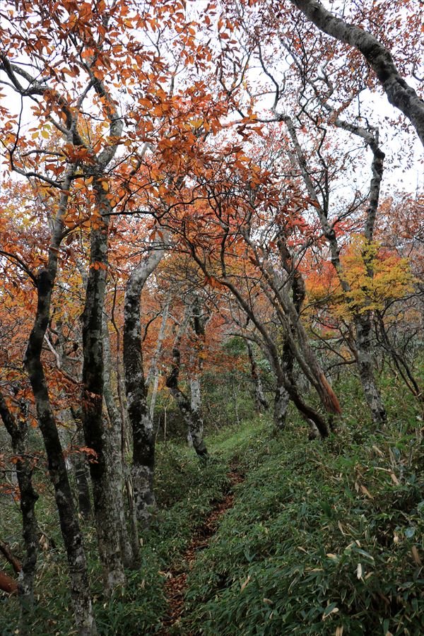 大白森山 登山道 笹道 紅葉