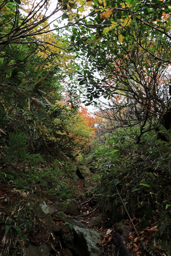 大白森山 登山道 涸れ沢 急登 ロープ