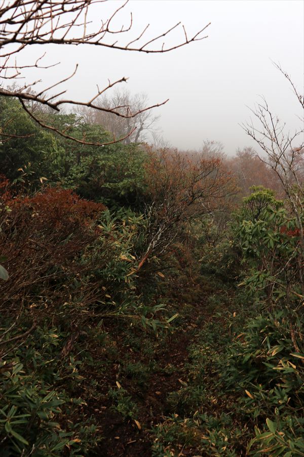 大白森山 小白森山 登山道 縦走路 ガス