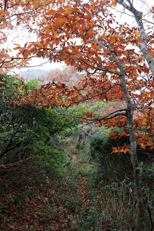大白森山 小白森山 登山道 縦走路 紅葉