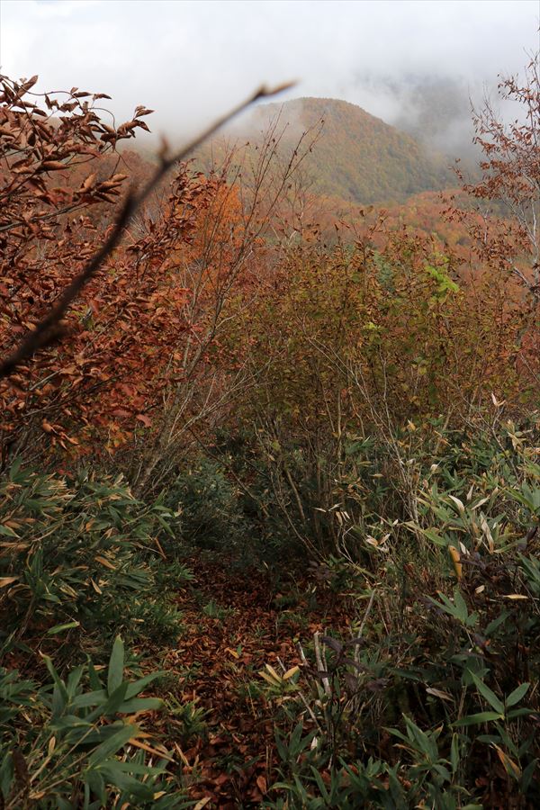一杯山 小白森山 登山道 縦走路 急坂