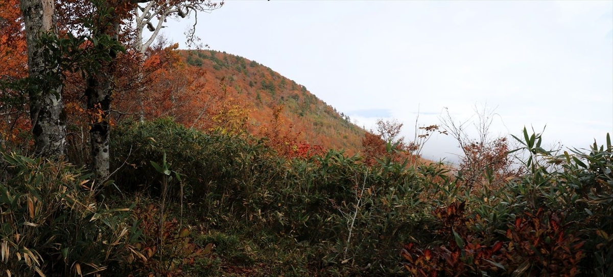 小白森山 登山道 縦走路 急坂 紅葉