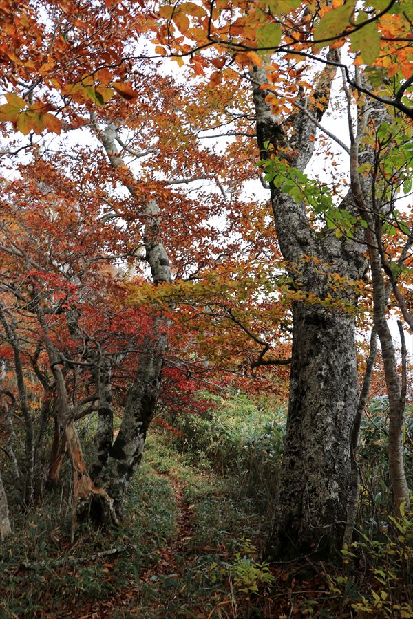 小白森山 登山道 縦走路 紅葉 10月