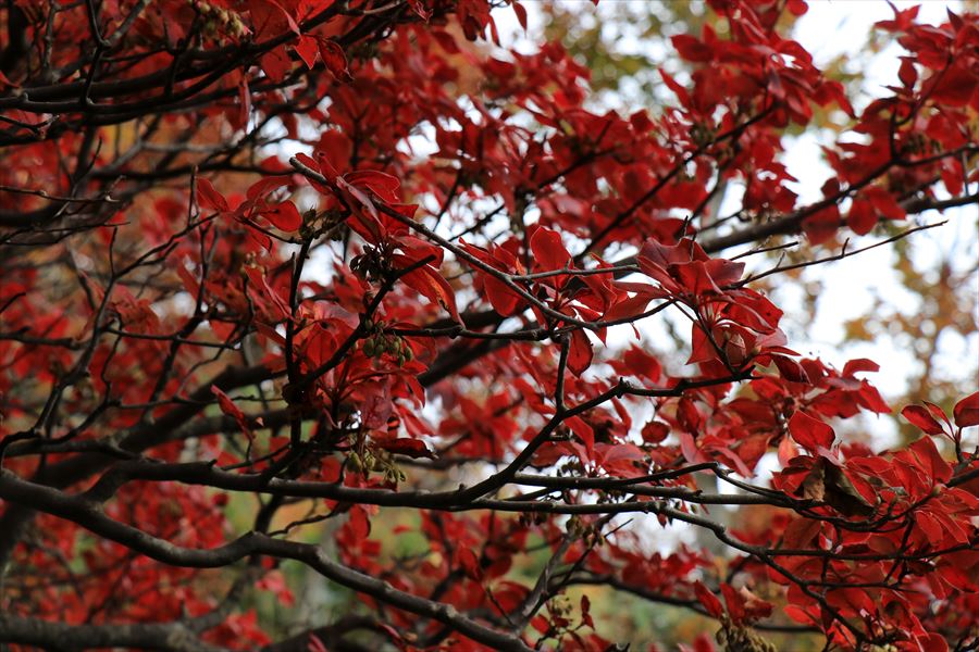 小白森山 登山道 紅葉 10月 那須岳