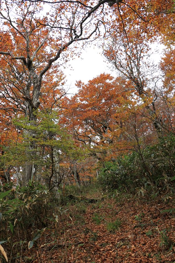 一杯山 小白森山 登山道 縦走路 紅葉 10月