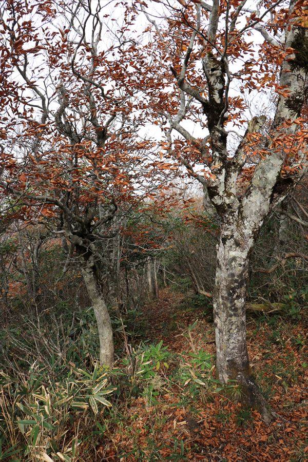 小白森山 山頂直下 登山道 10月