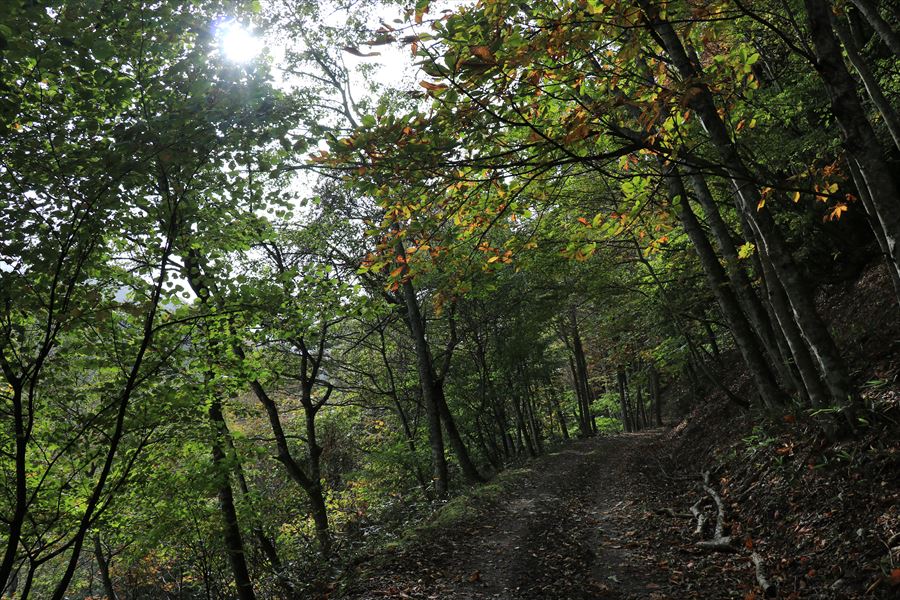 二岐温泉 二岐山 登山口 御鍋神社 林道歩き 樹林帯