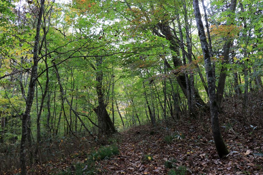 二岐山 御鍋神社 樹林帯 登山道