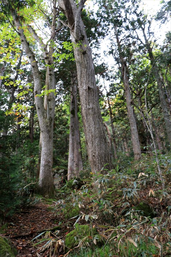 二岐山 登山道 巨木 樹林帯