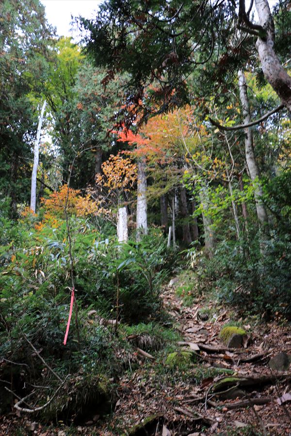 二岐山 登山道 紅葉 樹林帯