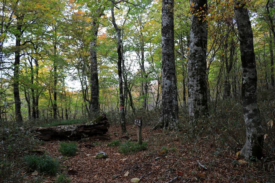 ブナ平 二岐山 登山道 中間地点