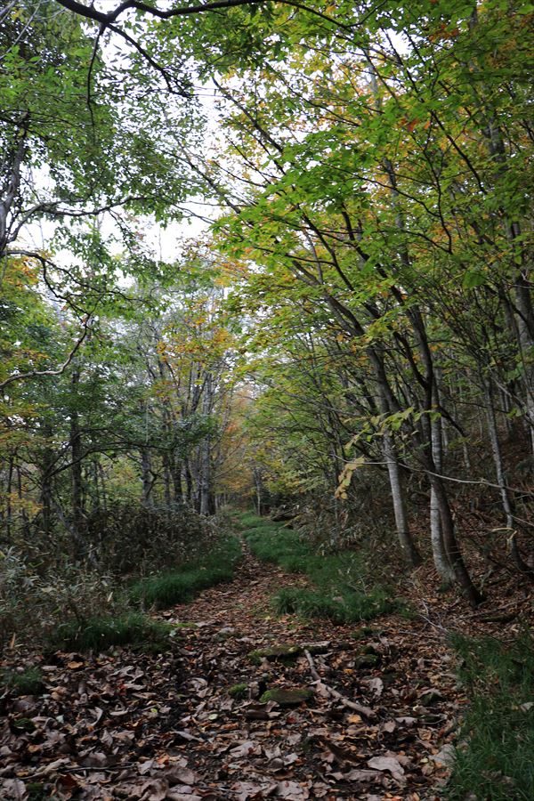 二岐山 ブナ平 登山道 平坦 樹林帯
