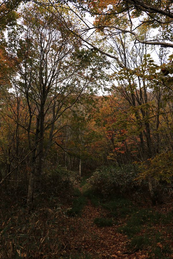 二岐山 ブナ平 登山道 平坦 紅葉