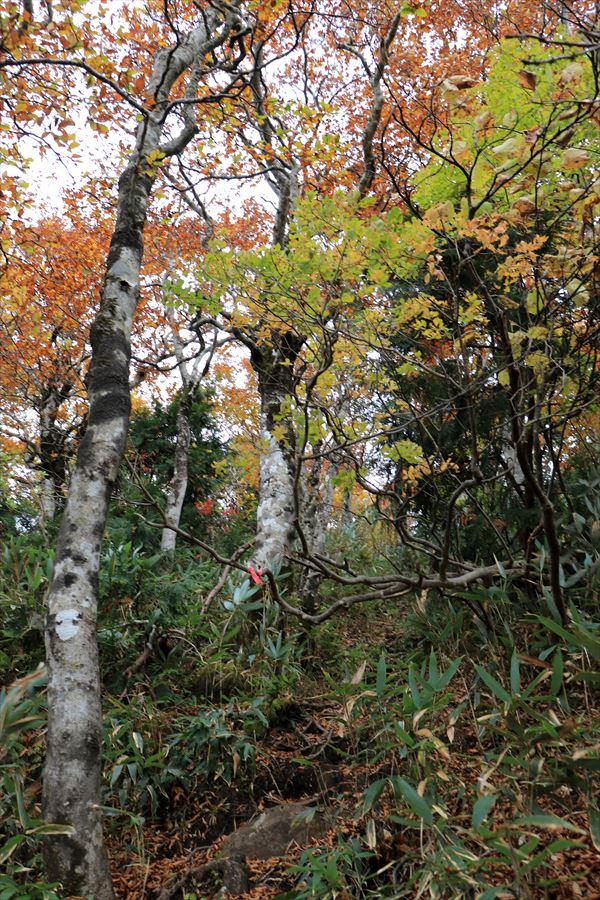 二岐山 男岳 登山道 急登