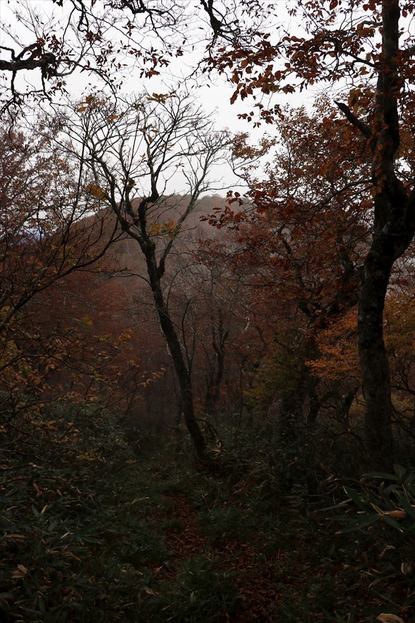 二岐山 男岳 女岳 登山道 ガス