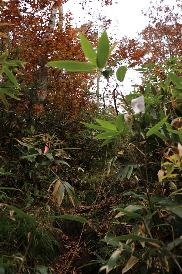 二岐山 男岳 女岳 登山道 ロープ 急登