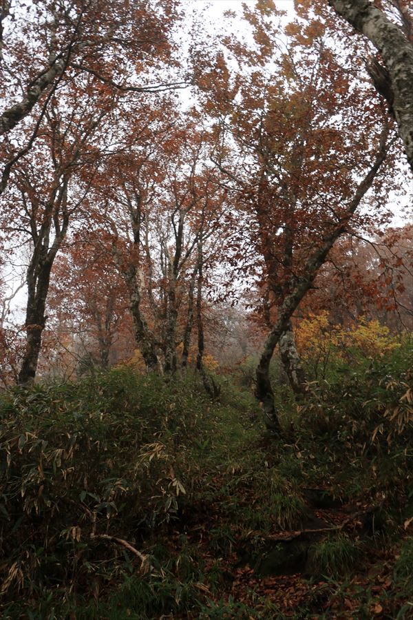 二岐山 男岳 女岳 登山道 ガス 樹林帯 日没