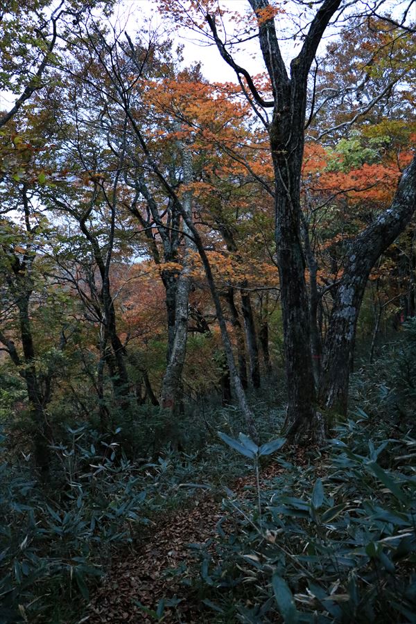 二岐山 男岳坂 登山道 樹林帯 日没