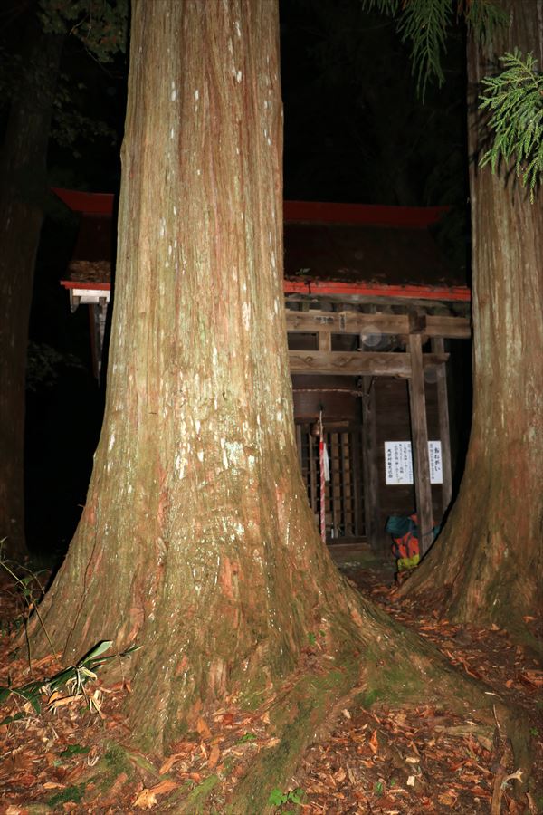 御鍋神社 御神木 社殿 夜 暗闇