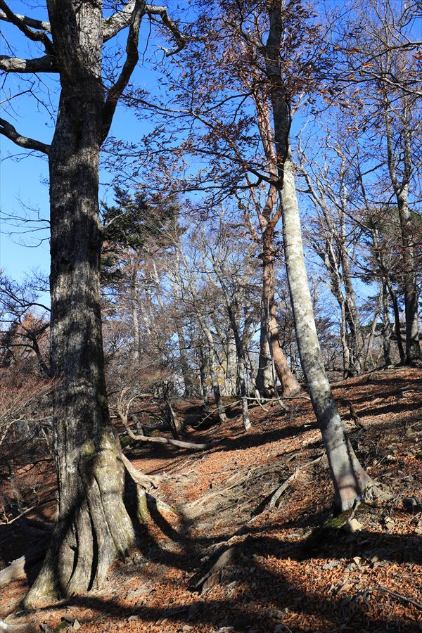 大台辻 添谷山 登山道 台高山脈 難路 登山