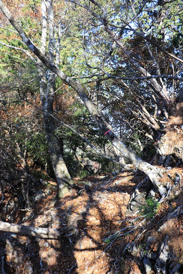 御座嵓 登山道 台高山脈 難路 登山