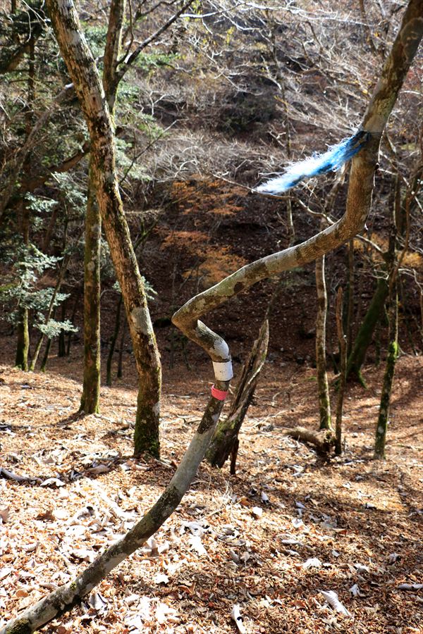 引水サコ 水場 目印 テープ 台高山脈