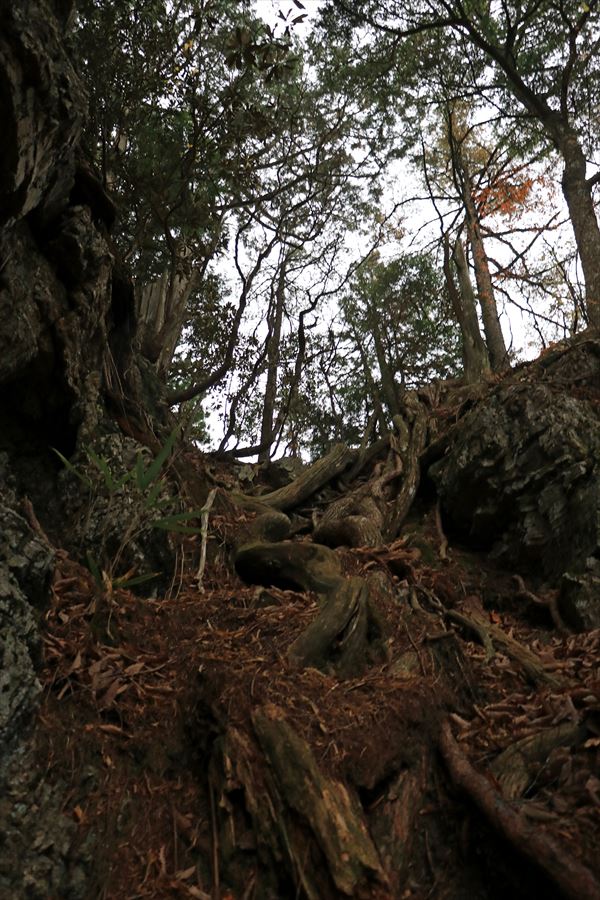 馬ノ鞍峰 岩場 急坂 ロープ 台高山脈