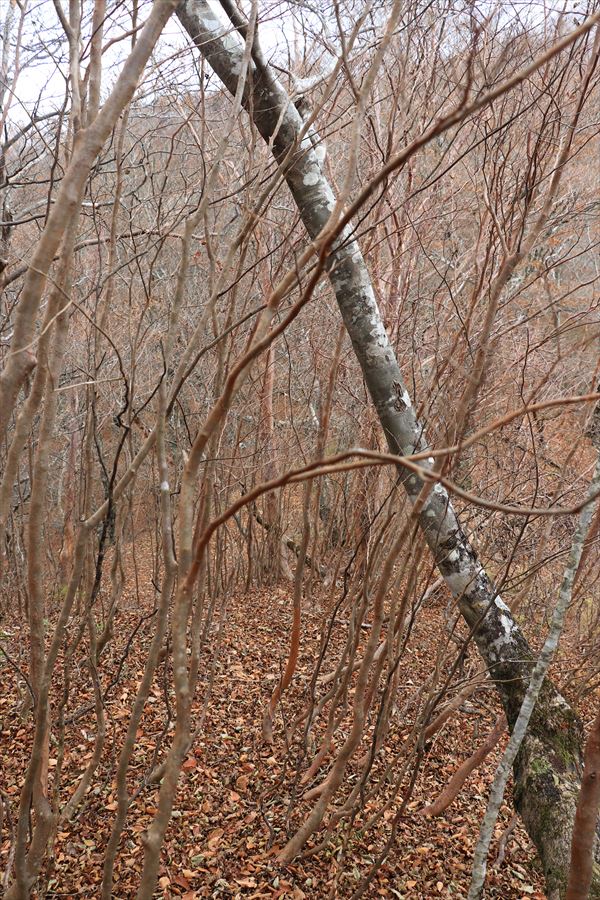 ヒメシャラ 藪こぎ ホウキガ峰 池木屋山 台高山脈 難路 登山