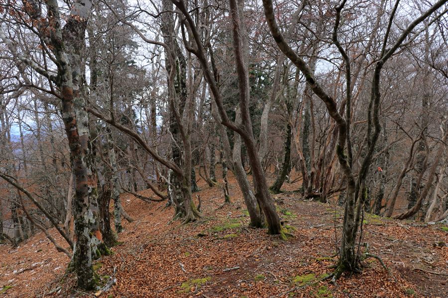 池木屋山 登山道 尾根道 台高山脈
