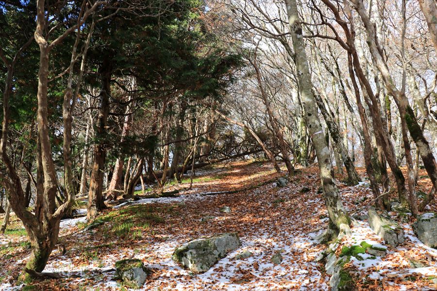 国見山 登山道 樹林帯 台高山脈