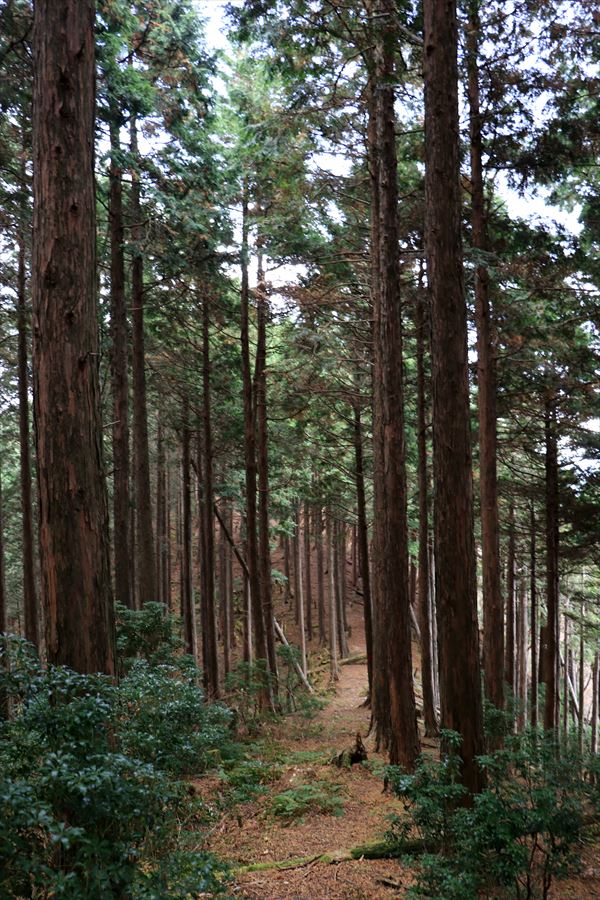三峰山 高見山 トクマ山 登山道 樹林帯