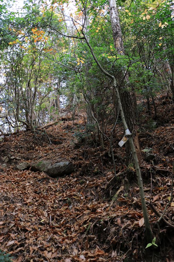請取峠 急坂 三峰山 高見山 登山道 樹林帯