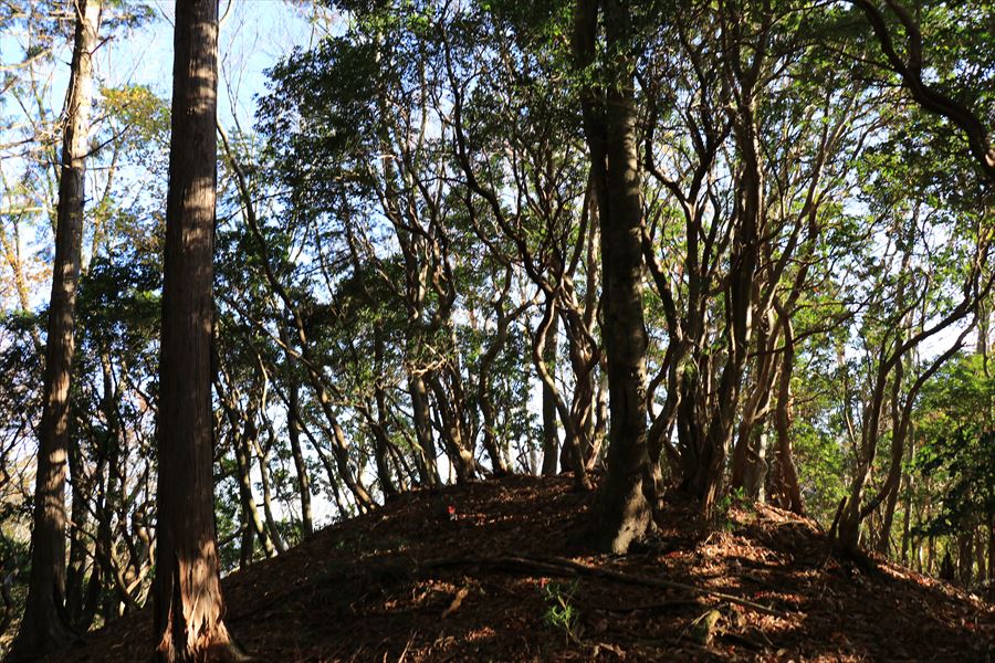 三峰山 北尾根 登山道 台高山脈
