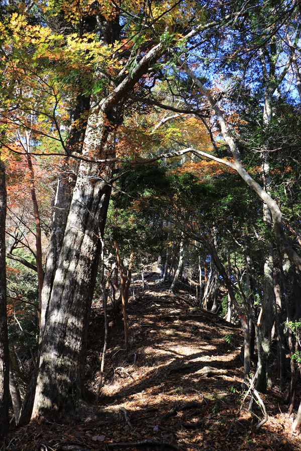 地蔵峠 登山道 尾根道 尾鷲道 台高山脈 晩秋