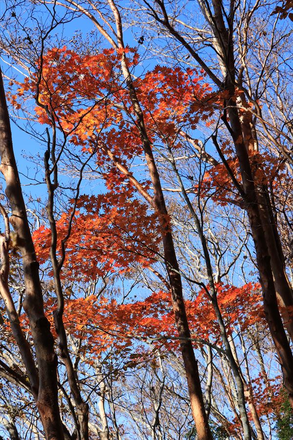 紅葉 地蔵峠 登山道 尾根道 尾鷲道 台高山脈