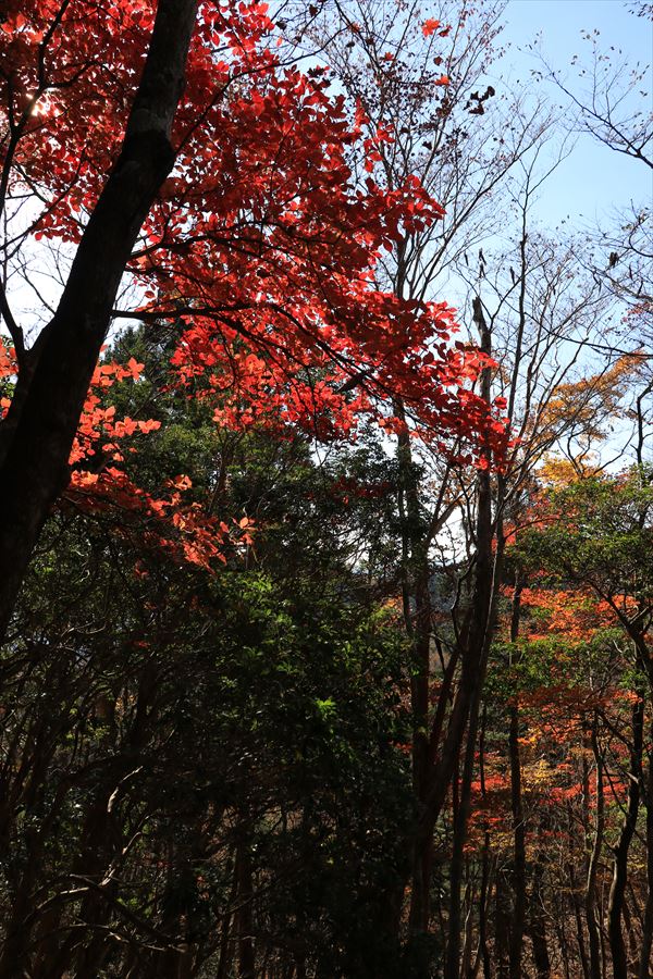 紅葉 地蔵峠 登山道 尾根道 尾鷲道 台高山脈 晩秋